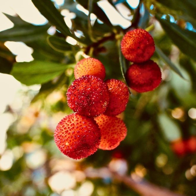 Arbutus Unedo – Strawberry Tree – Live Plants – Sweet Beauty in 2.5 Inch Cubes
