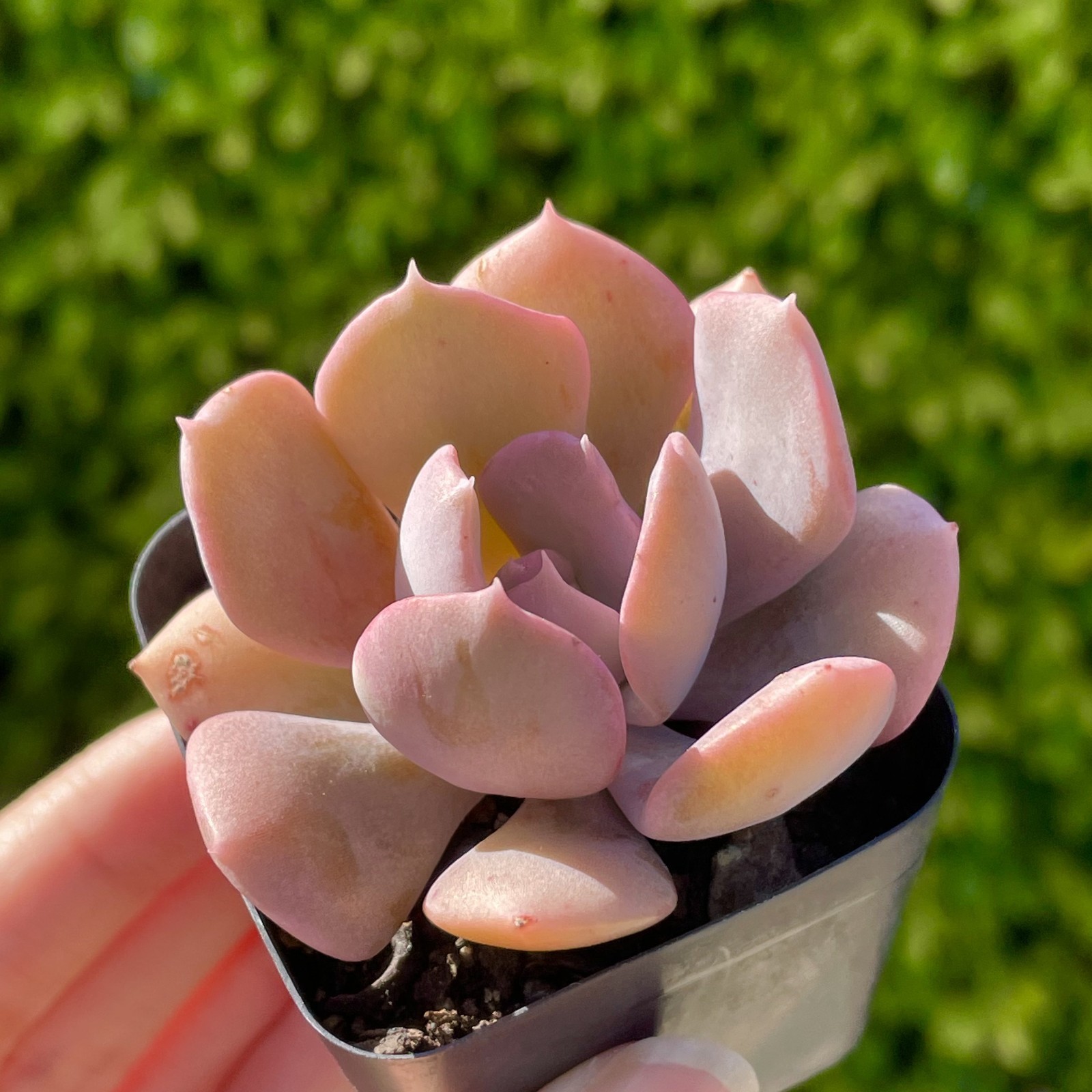 Rare Pink Succulent Echeveria Misty Lilac Rooted Live Plant Home Decor 1-2 Inch
