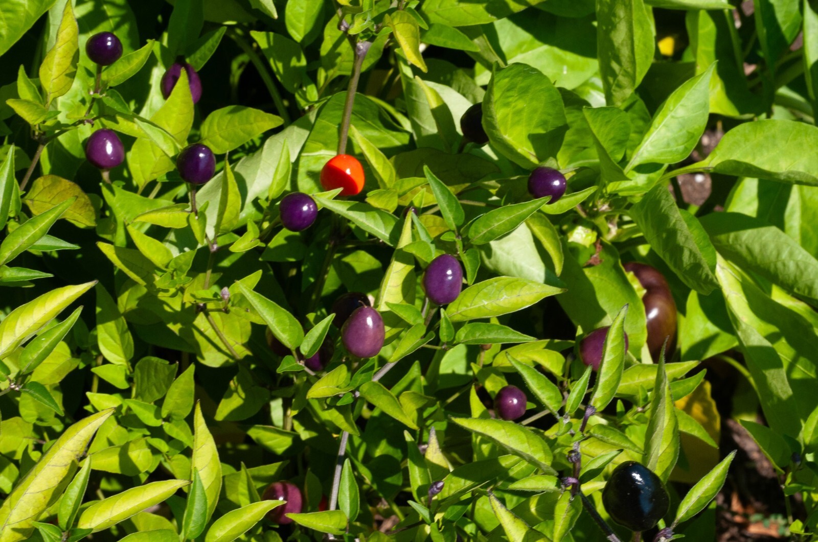 Blue Dream Pepper Bush {Capsicum annuum} Filius Blue 50+ seeds Free Shipping!