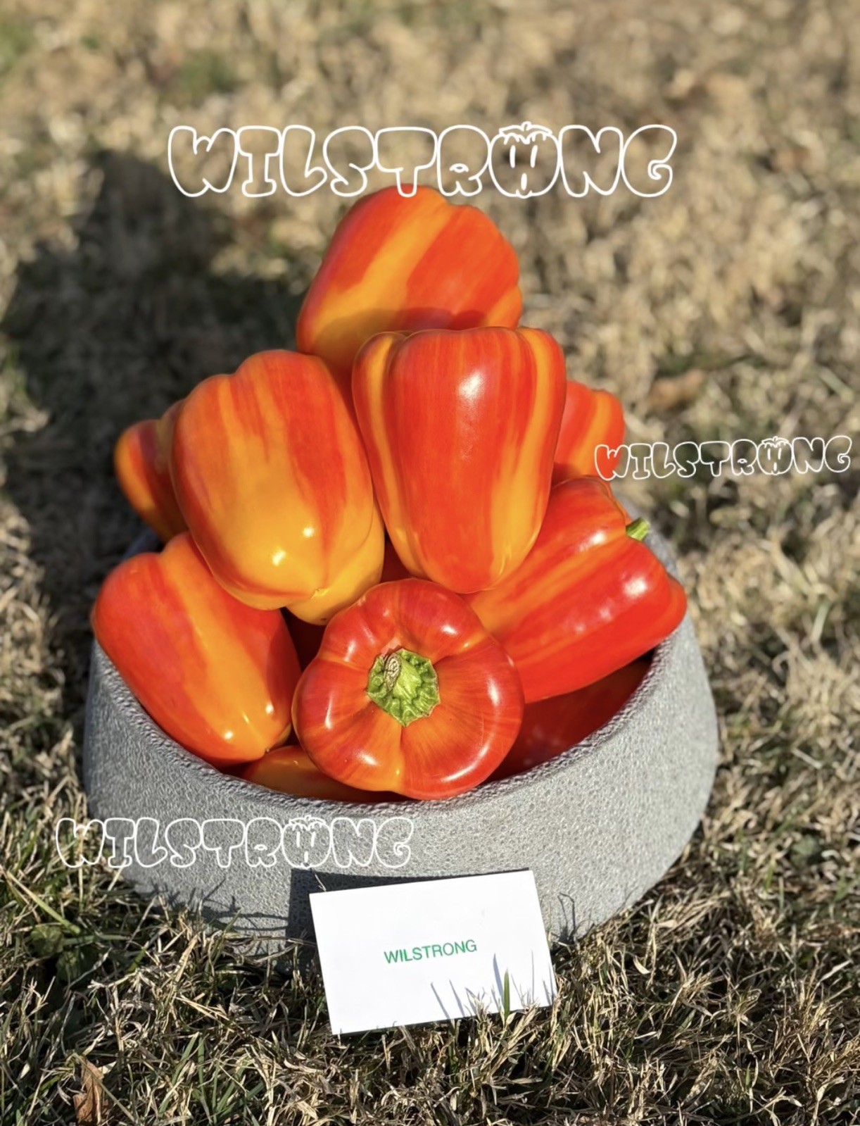 ALOHA BELL PEPPER SEEDS! 100+ SEEDS