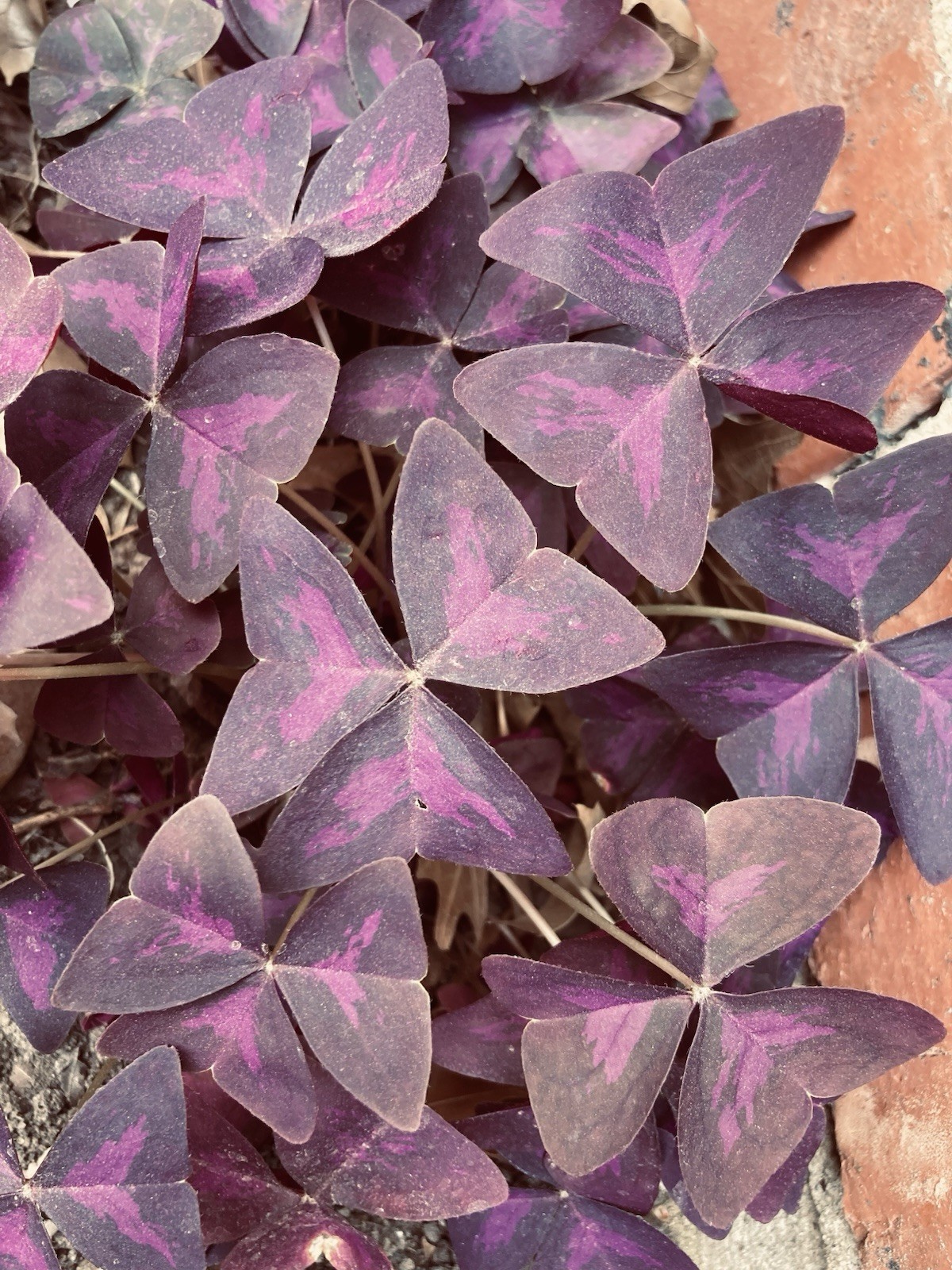 100 Oxalis Triangularis Purple shamrock corms only