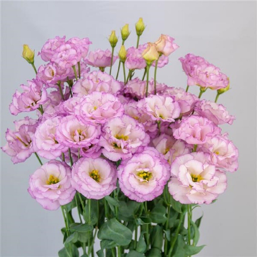 Lisianthus Seeds Lisianthus Arosa 3 Lilac Cut Flower