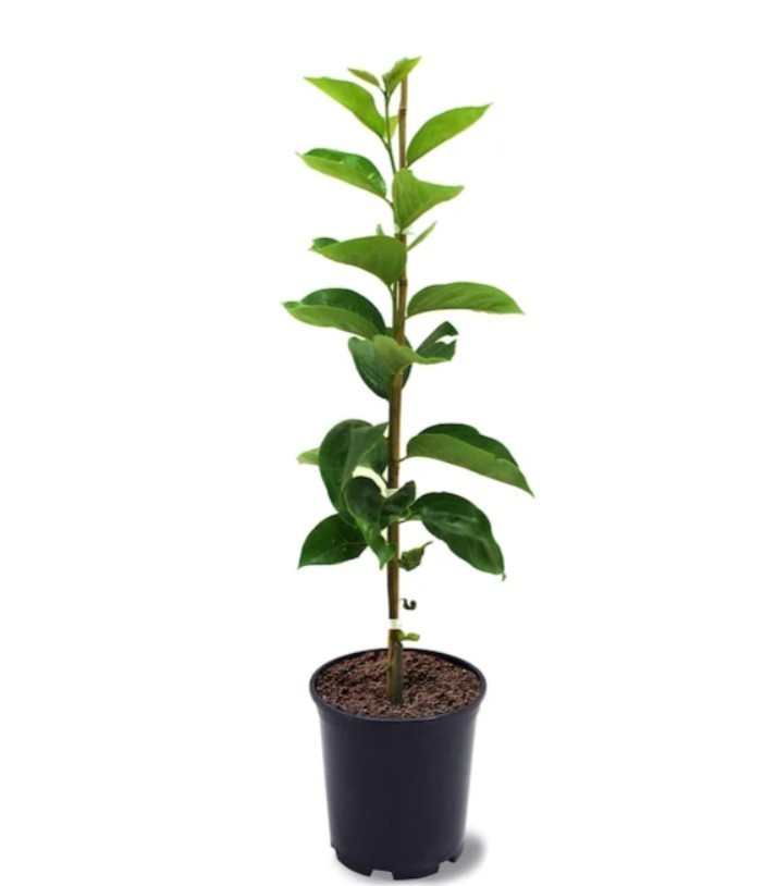 Japanese Persimmon Tree Live Fuyu Fruiting Tropical Diospyros Kaki Tree Potted