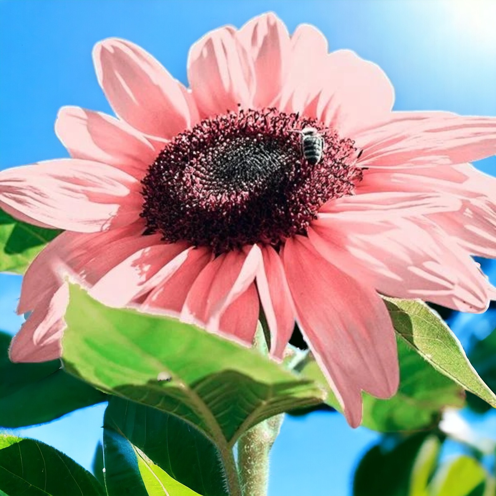 50pcs Non-GMO Pink Sunflower Seeds for Planting – Heirloom Flower Variety