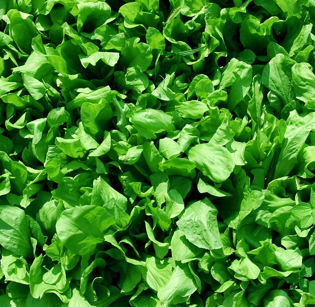 Curled Cress Seeds | Heirloom | Non-GMO | Fresh Herb Seeds