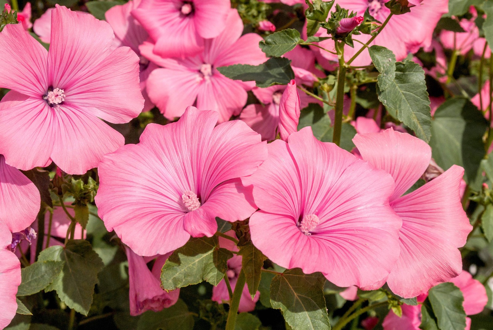 200 ROSE MALLOW (Bush Mallow) Hibiscus Lavatera Trimestris Flower Seeds