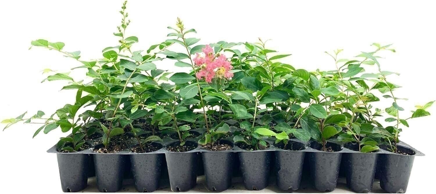 Crape Myrtle Tuscarora | 2 Inch | Lagerstroemia indica | Flowering Plant | Tree