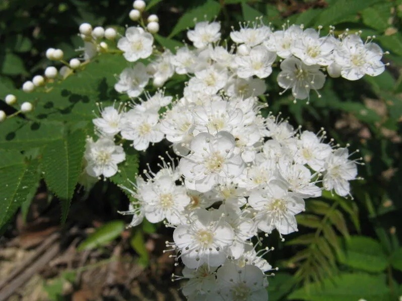 10+ Rowan European Mountain Ash Plant Tree Seeds (Fast Fall Color) Sorbus aucupa