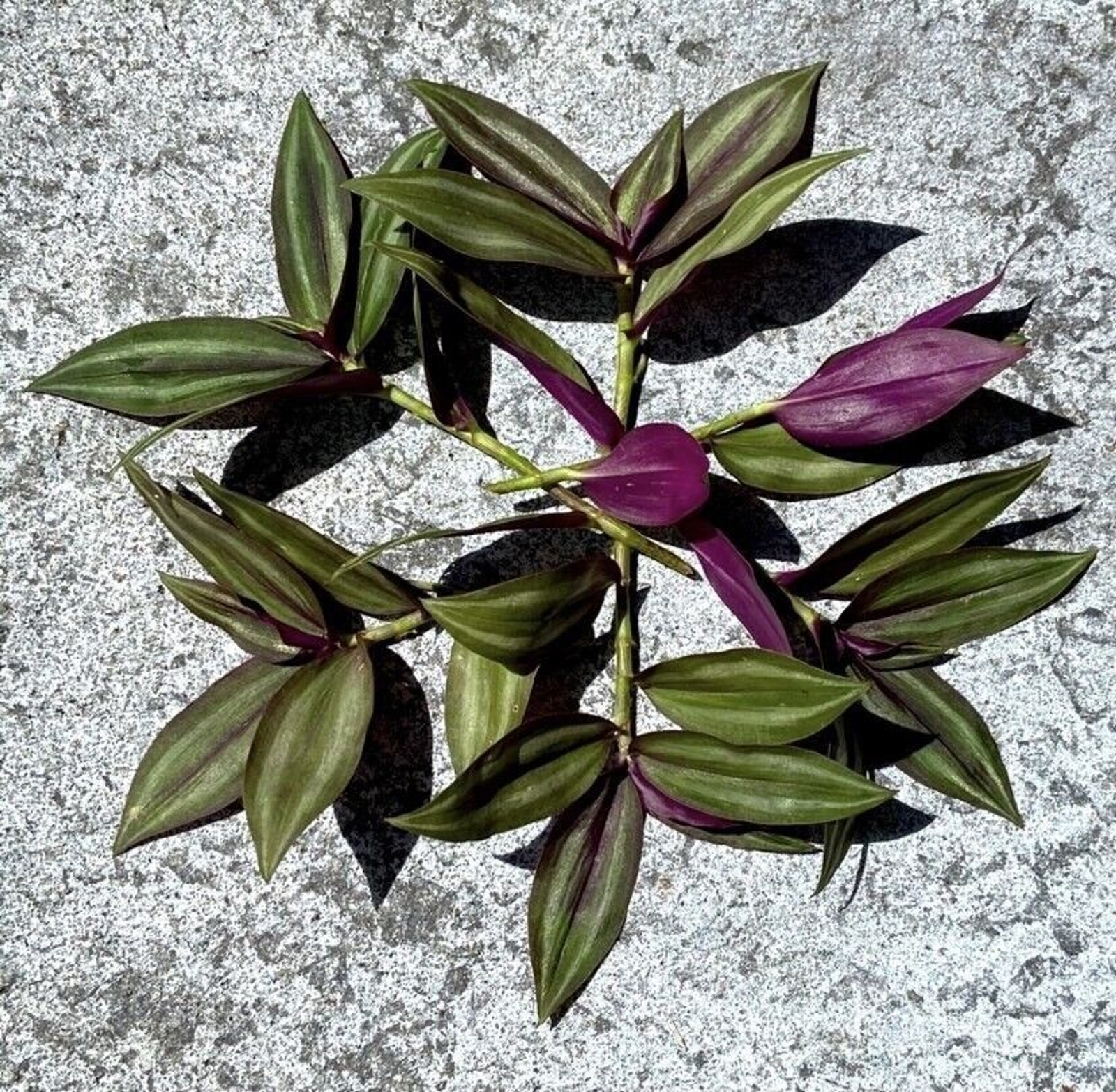10 Wandering Jew UNROOTED Cuttings Tradescantia Zebrina Cuttings Purple Silver