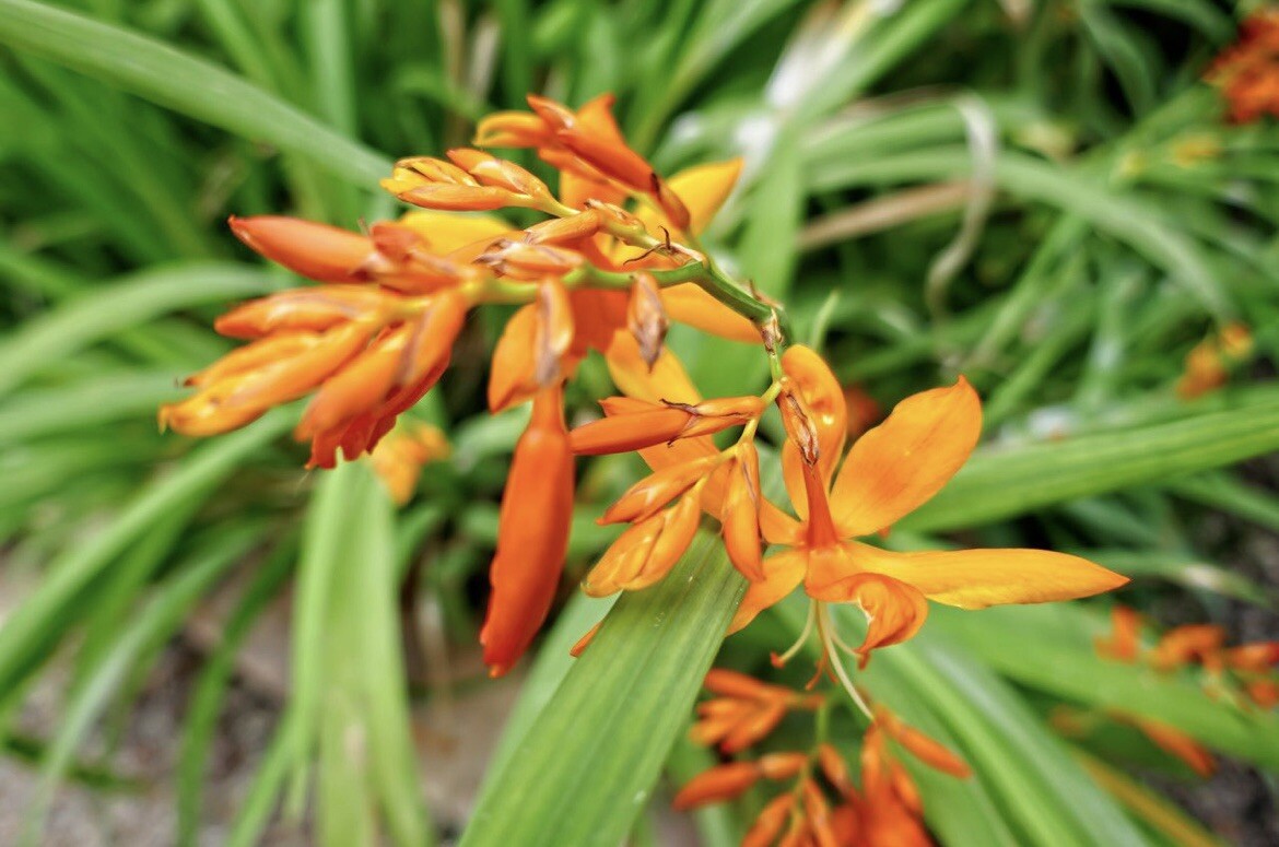 Falling Stars, Crocosmia Aurea, Valentine Flower – 10 seeds 2023 – USA