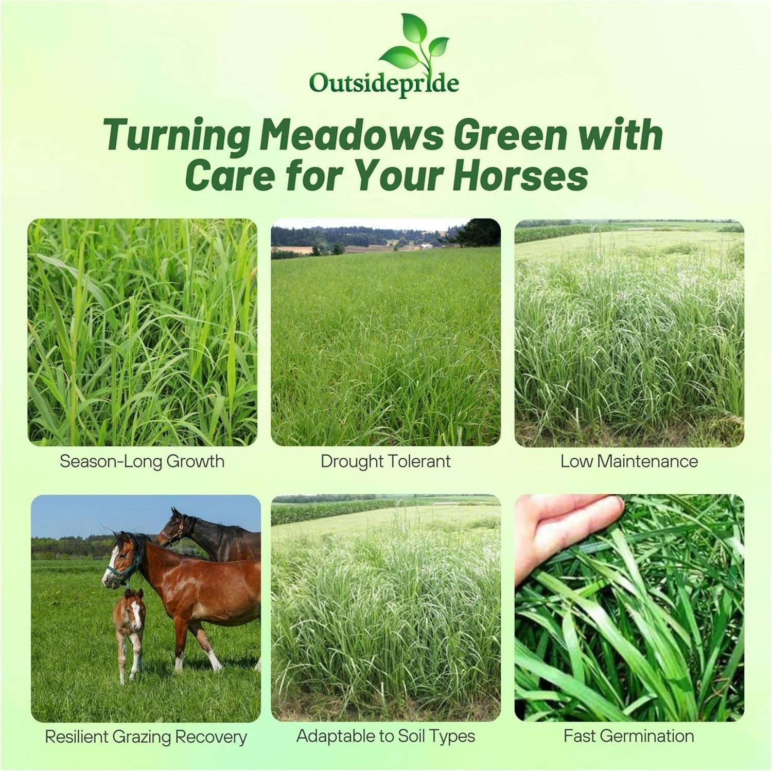 25 LBS Horse Pasture Grass Seed