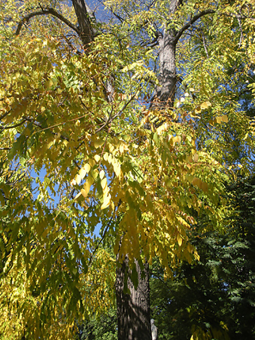 Kentucky Coffee, Gymnocladus dioicus, Tree Seeds (Fast, Hardy, Fall Color)