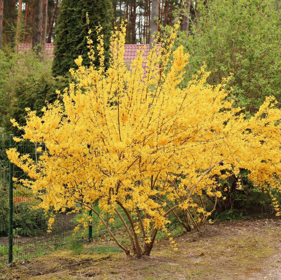 Live Lynwood Gold Forsythia Plant – 2.5” Pot – Early Spring Yellow Flower Shrub