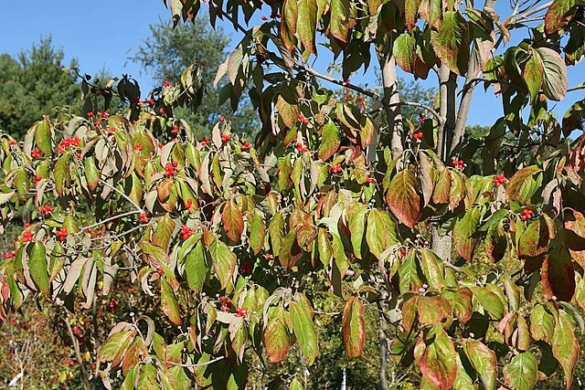 Cornus florida | Flowering Dogwood | 10 Seeds