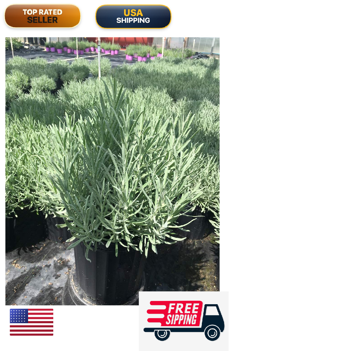Green Promise Farms Lavandula X Intermedia Provence Lavender Perennial Lavender