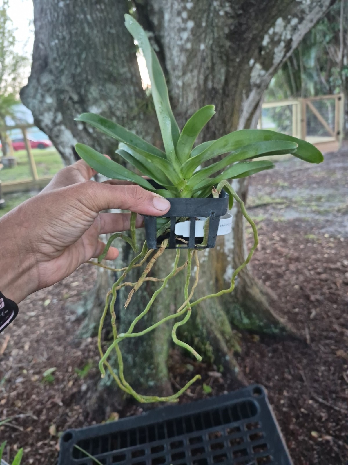 Vandachostylis Crownfox Magic Vanda Orchid Plant