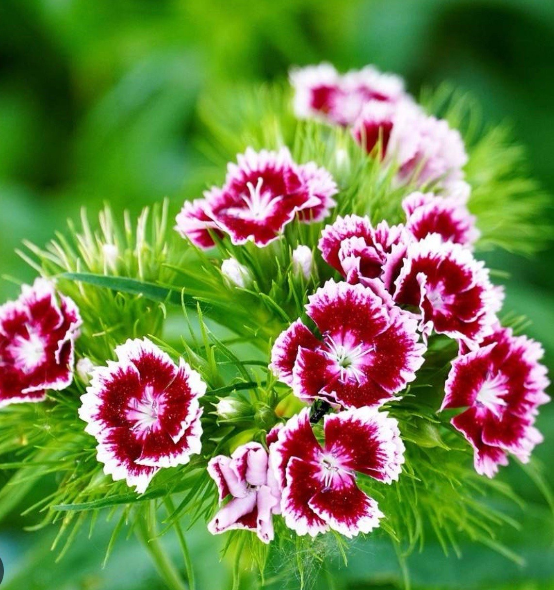 100+ SWEET WILLIAM SEEDS – DIANTHUS – PERENNIAL – Mixed Colors – Fragrant