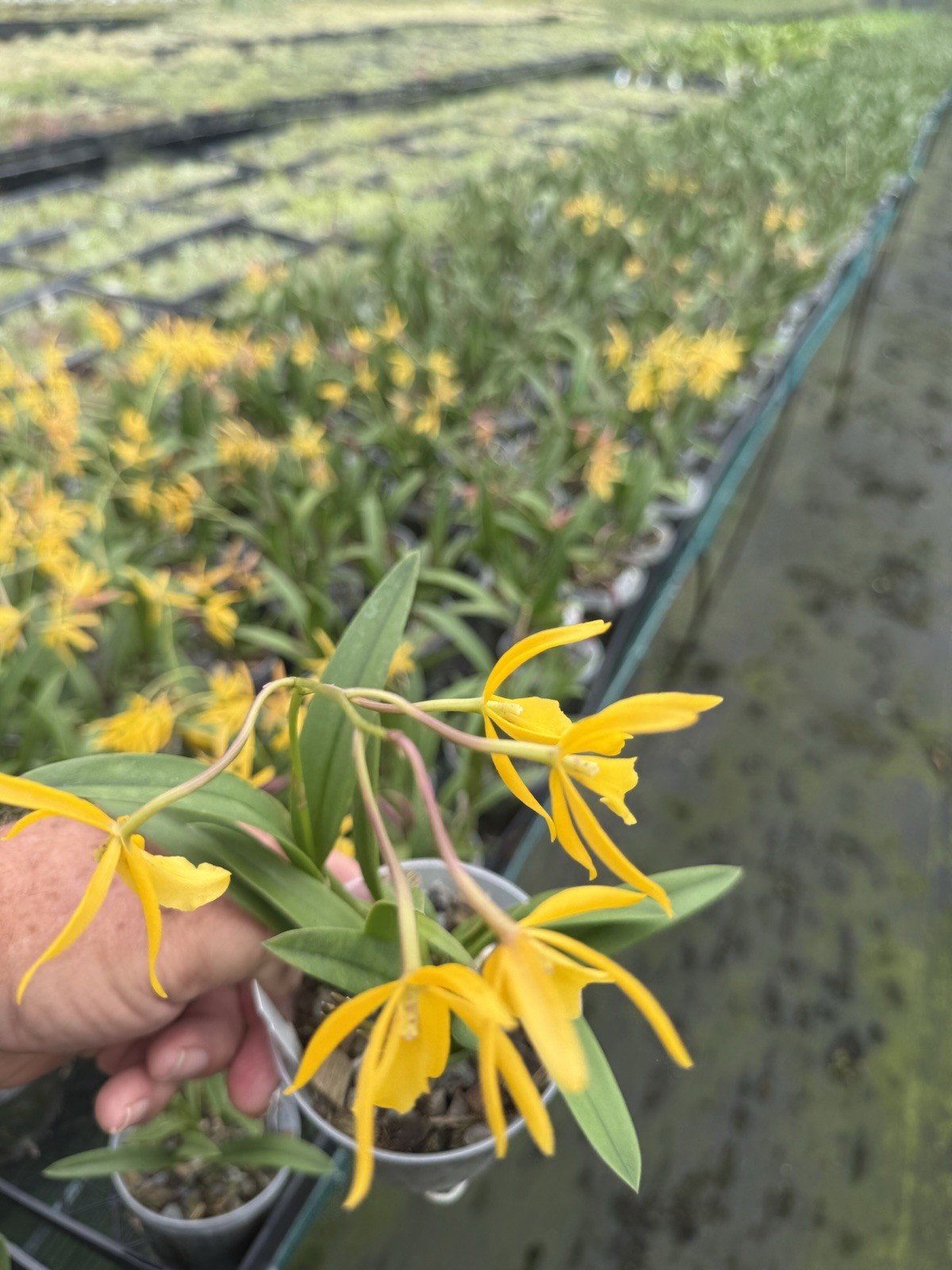 Vaughnara Fiftieth Anniversary Richard Mueller Hybrid Orchid plant 4” FRAGRANT ~
