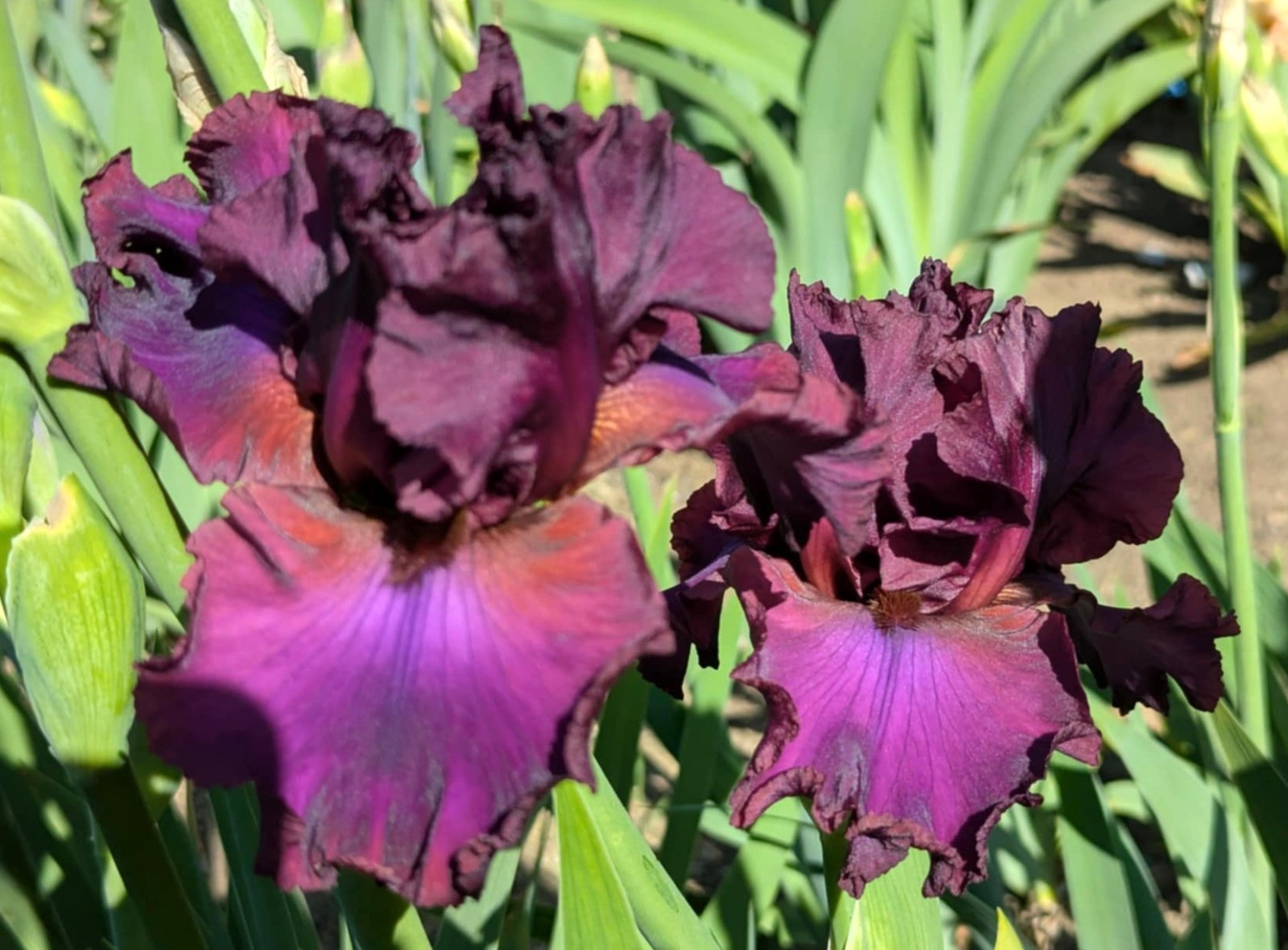‘Spice It Up’ TB Bearded Iris Rhizome PRE-SALE to Ship Aug/Sept