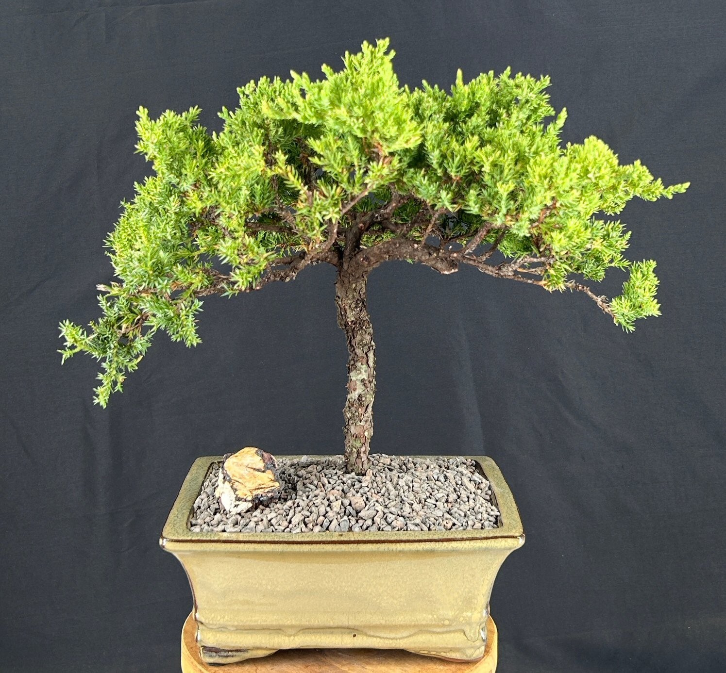 Juniper Bonsai Tree 14″H In Beige Ceramic Pot Outdoor Evergreen Trained Bonsai