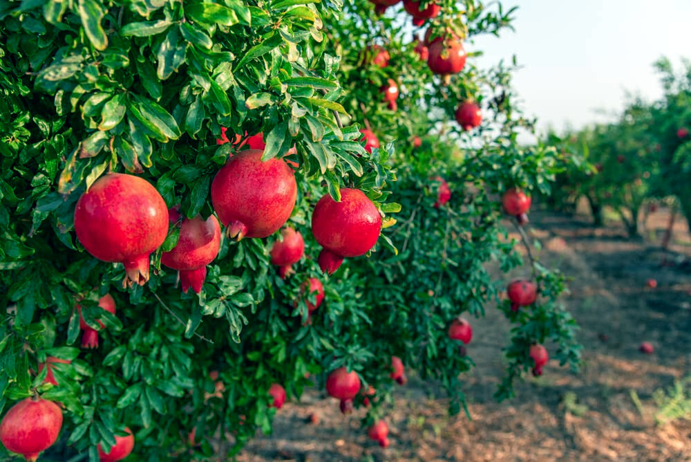 Pomegranate Tree Seeds (Punica granatum) “Apple of Granata Fruit” Shrub NON GMO