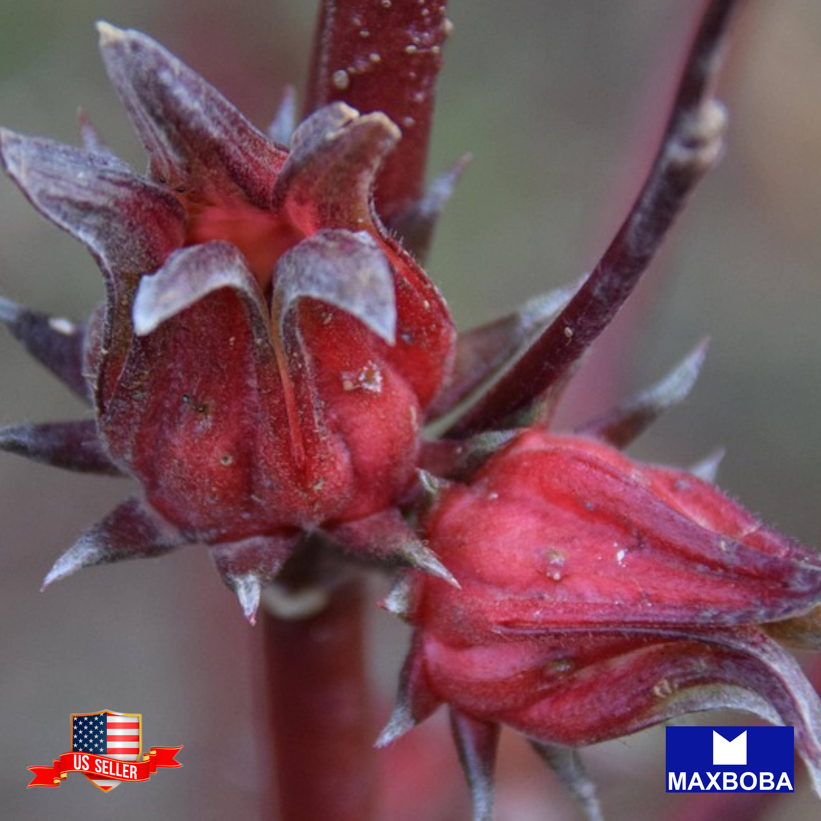 Roselle Seeds – Asian Sour Leaf (Hibiscus) Non-GMO / Heirloom / Vegetable Garden