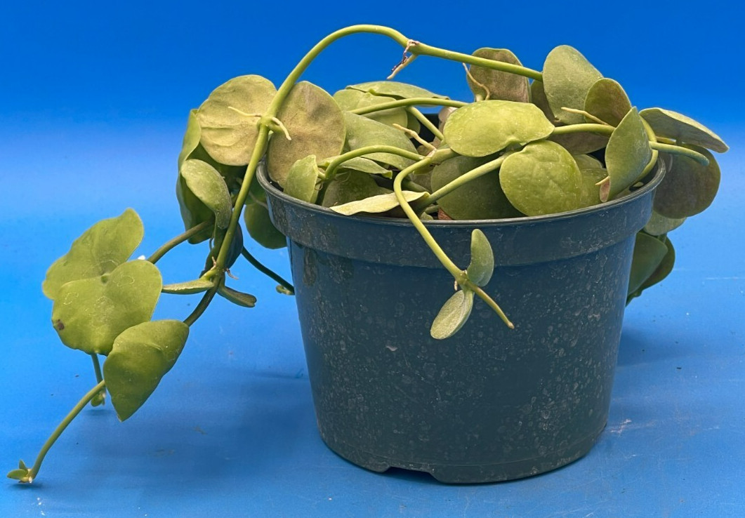 Dischidia Platyphylla Ships With 5.5” Pot – Well Rooted and Super Healthy! (1)