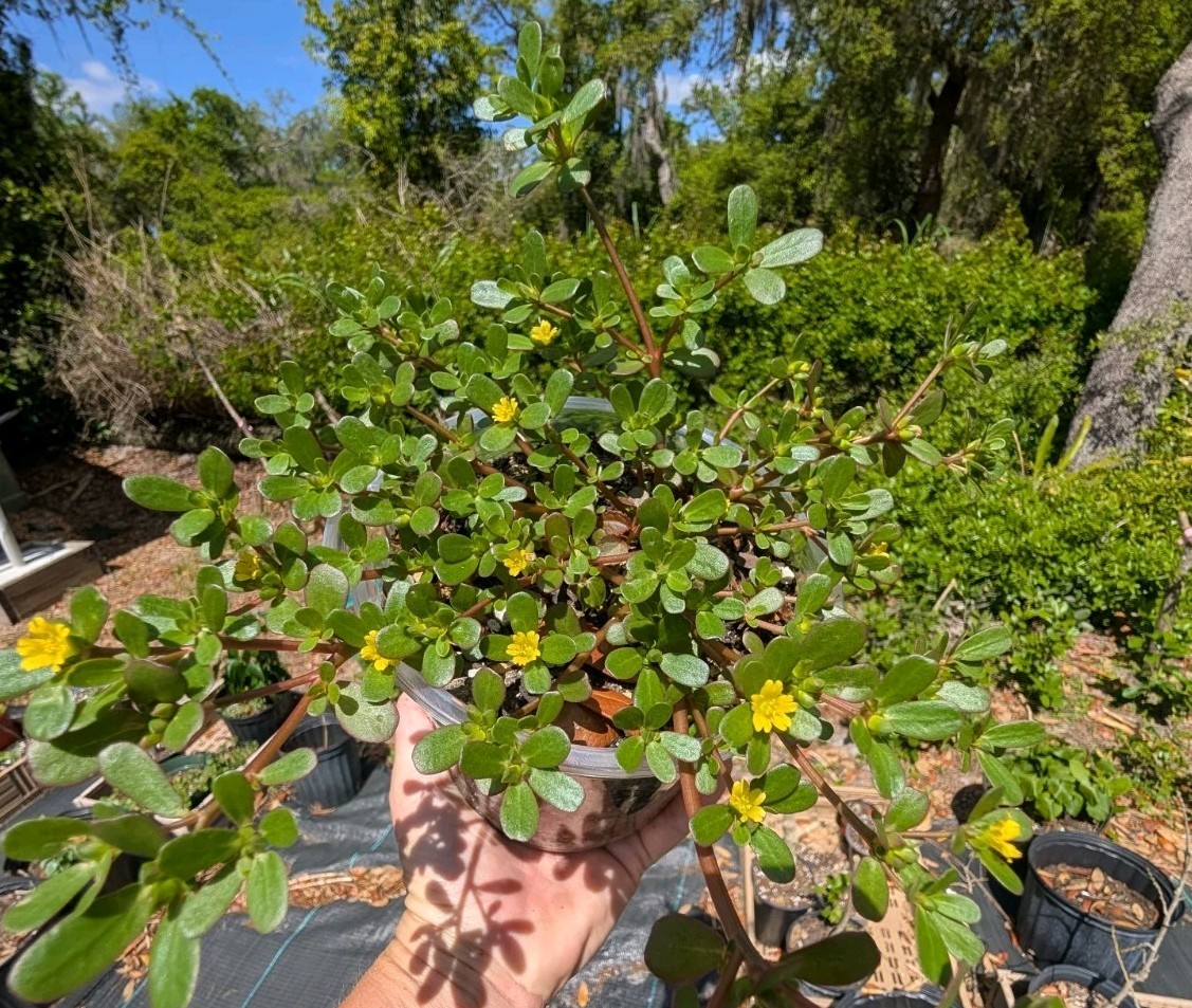 5 x Portulaca Oleracea Live Rooted PlantsYellow Flowers Groundcover Purslane