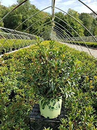 Green Promise Farms American Beauties – Lat. Pink Charm Mountain Laurel
