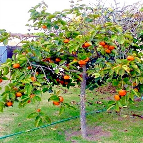 20 JAPANESE PERSIMMON TREE SEEDS (Diospyros Kaki) Asia Hardy Garden Fruit Plant