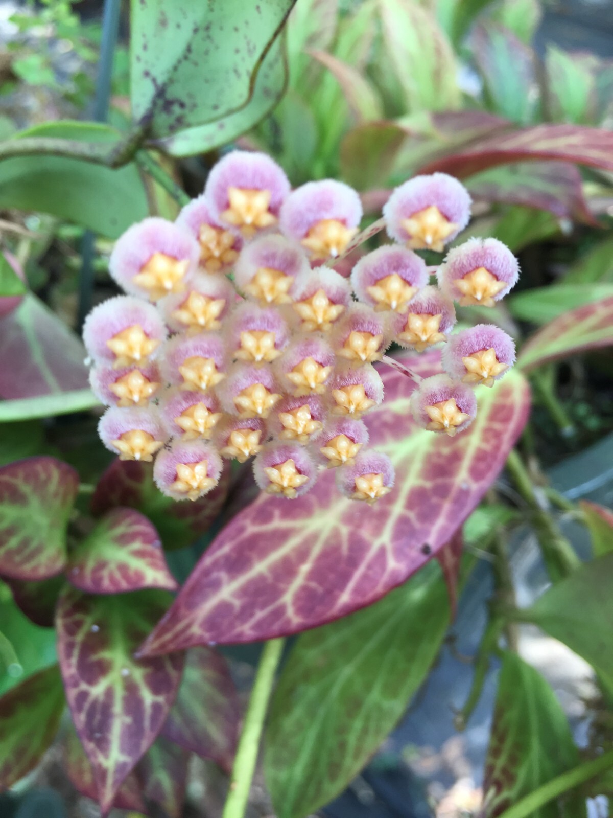 Hoya obscura ‘Major’. Rooted Plant Shipped in 2.5″ Pot