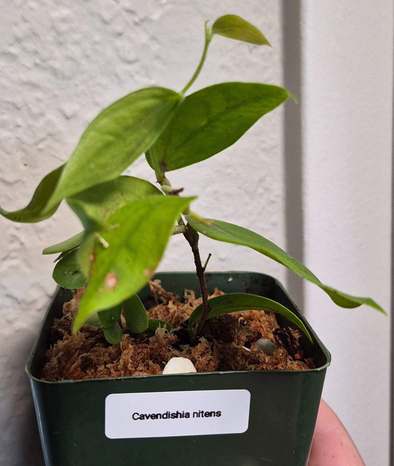 Cavendishia nitens EXTREMELY RARE Neotropical Berry ERICAD ONLY US SELLER?