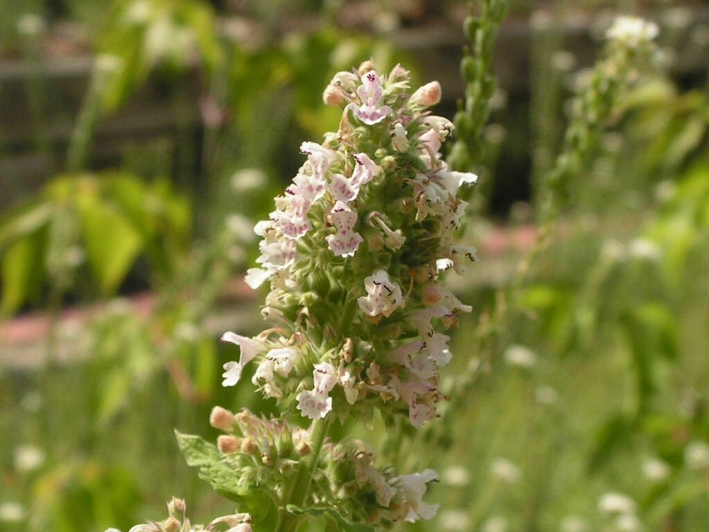 Catnip Seeds, Catmint Herb, Tracked Shipping, Nepeta catarian, Cat Lover
