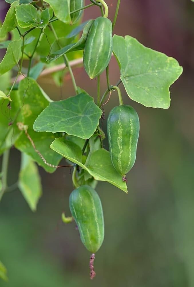 Tindora Plant Live Starter 8-12″ in pot Fast Growing, High Yield, Easy Care Vine