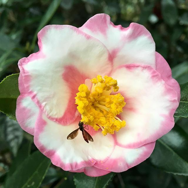 **SHIBORI-EGAO**Bicolor Bloom**Camellia Japonica-Live Starter Plant -USA Seller-