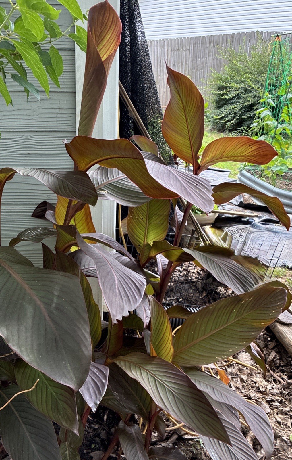 3 Bulbs Giant Canna Lily Musifolia (Dark leaves and red flowers) Garden Jungle