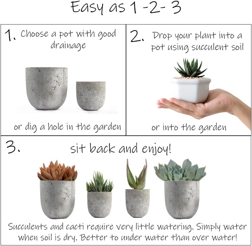 Altman Plants, Assorted Cactus Plants Live Succulents (8 Pack), Live Cactus Plan