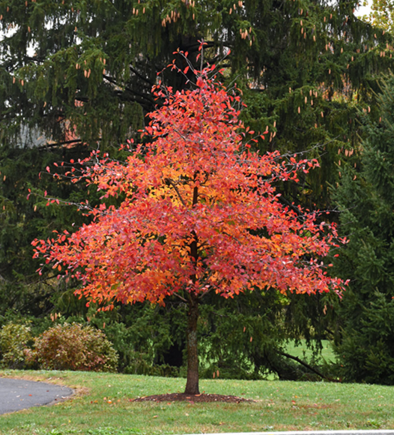 Black Gum Tree (Nyssa sylvatica) – Live Tree in Quart Pot (6–12″ Tall)