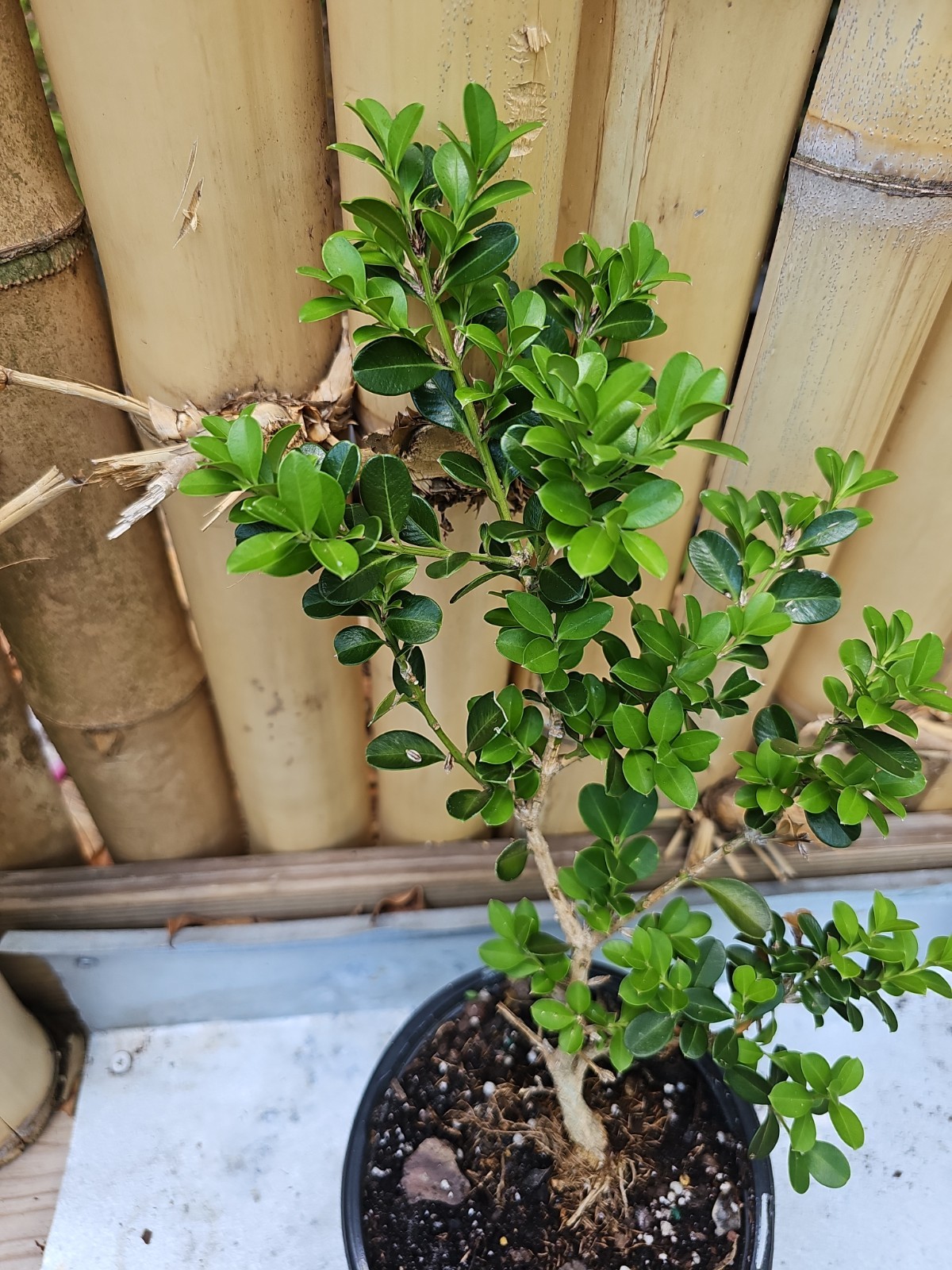 Boxwood Japanese 14 Inch Buxus microphylla For Bonsai Evergreen Plant