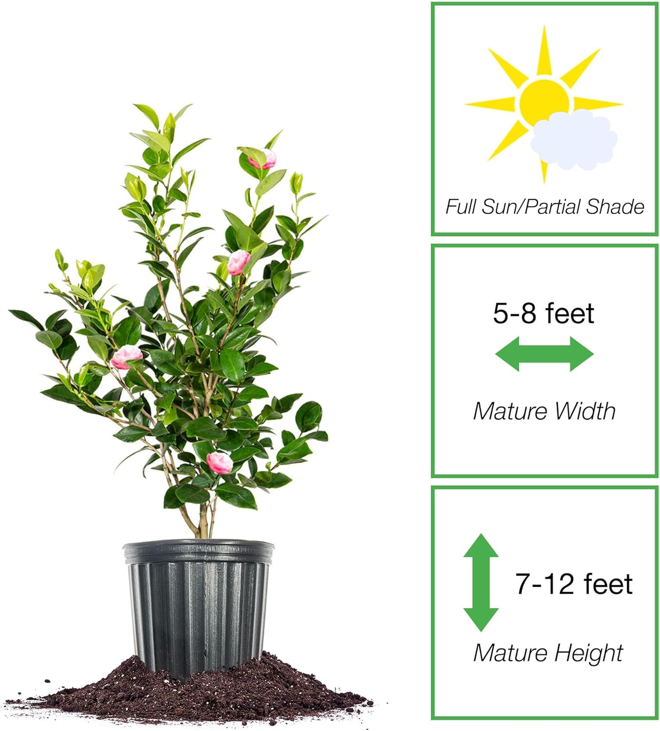 Perfect Plants Pink Perfection Camellia Bush 1 Gallon | Live Shrub for Outdoor P
