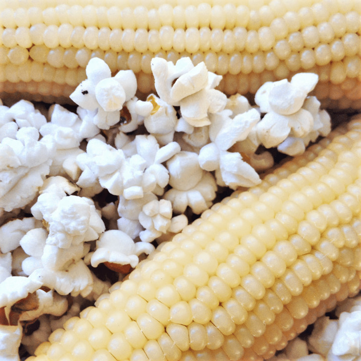 Japanese White Hulless Popcorn Seeds | Popping Ornamental Field Corn Seeds 2023