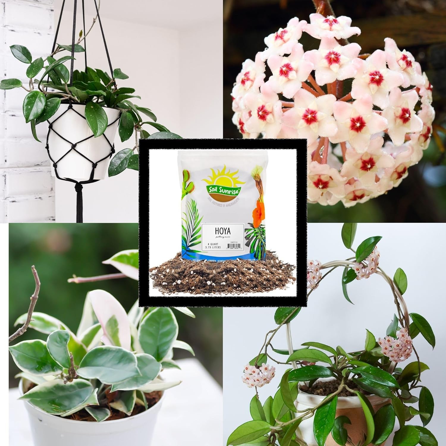 Hoya Plant Potting Soil Mix (8 Quarts), Custom Blend for Growing 8 Quarts