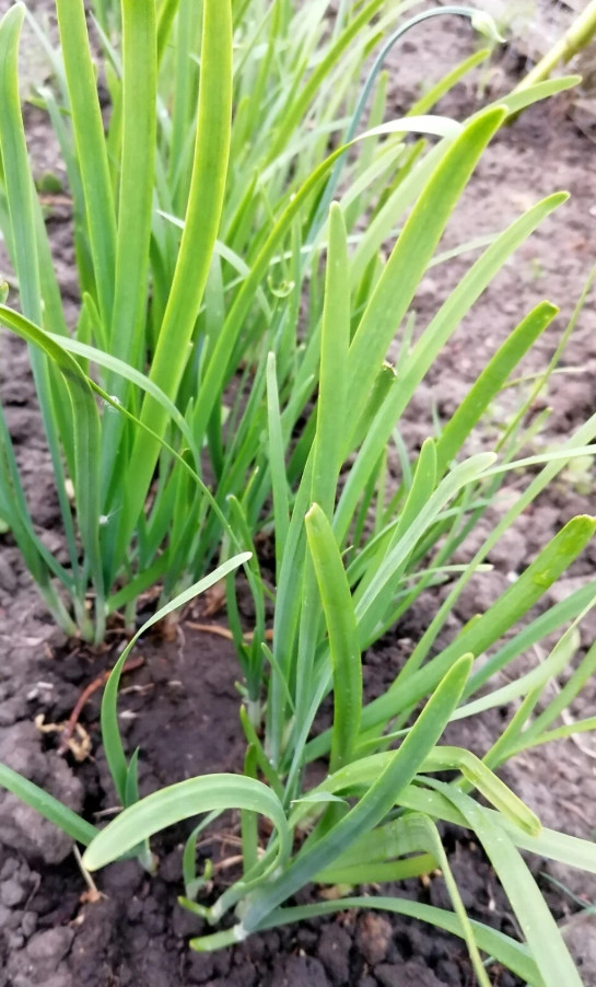 1 Set of 3 Live Chinese Garlic Chive Roots – Allium tuberosum – Ready to Plant