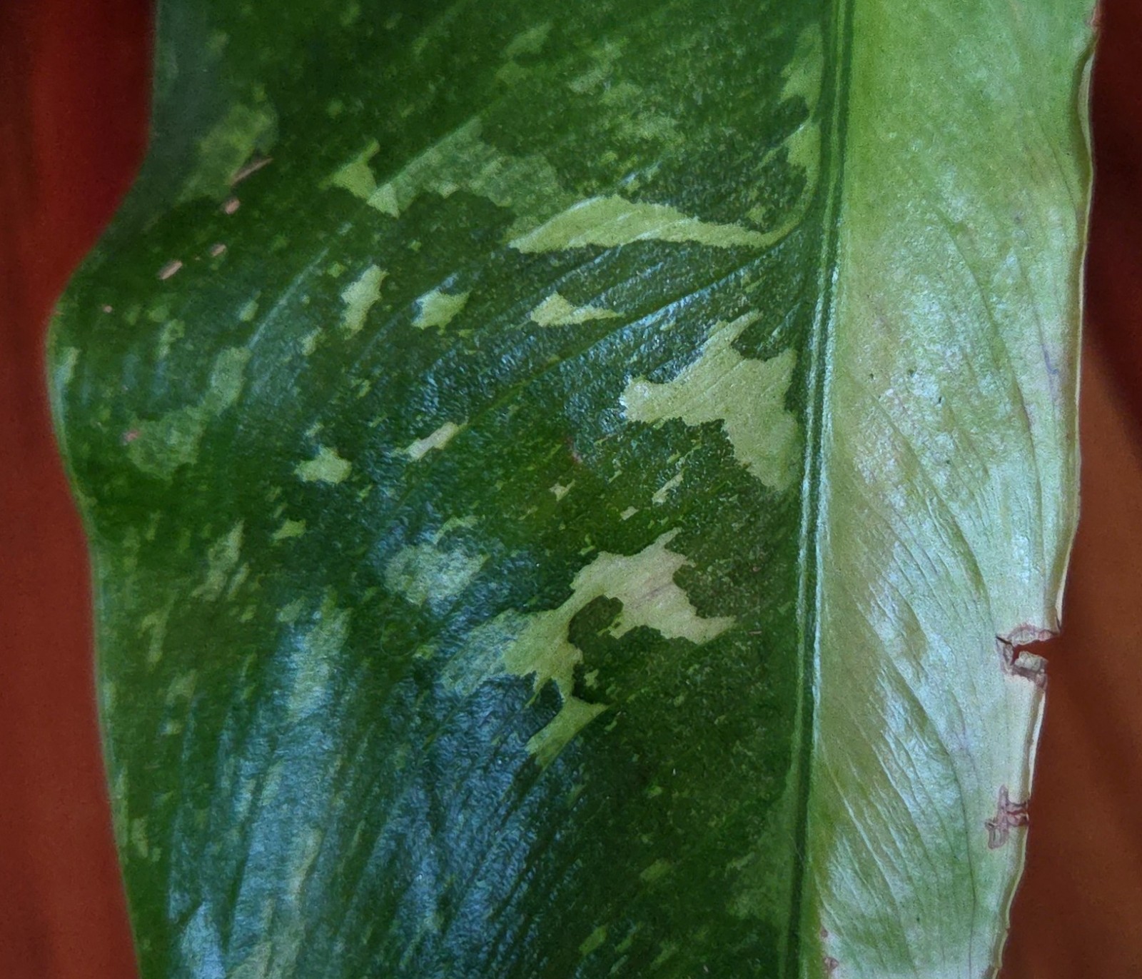 Rare Philodendron Mutant Jose Buono 27″ Wide Not Monstera Anthurium Syngonium