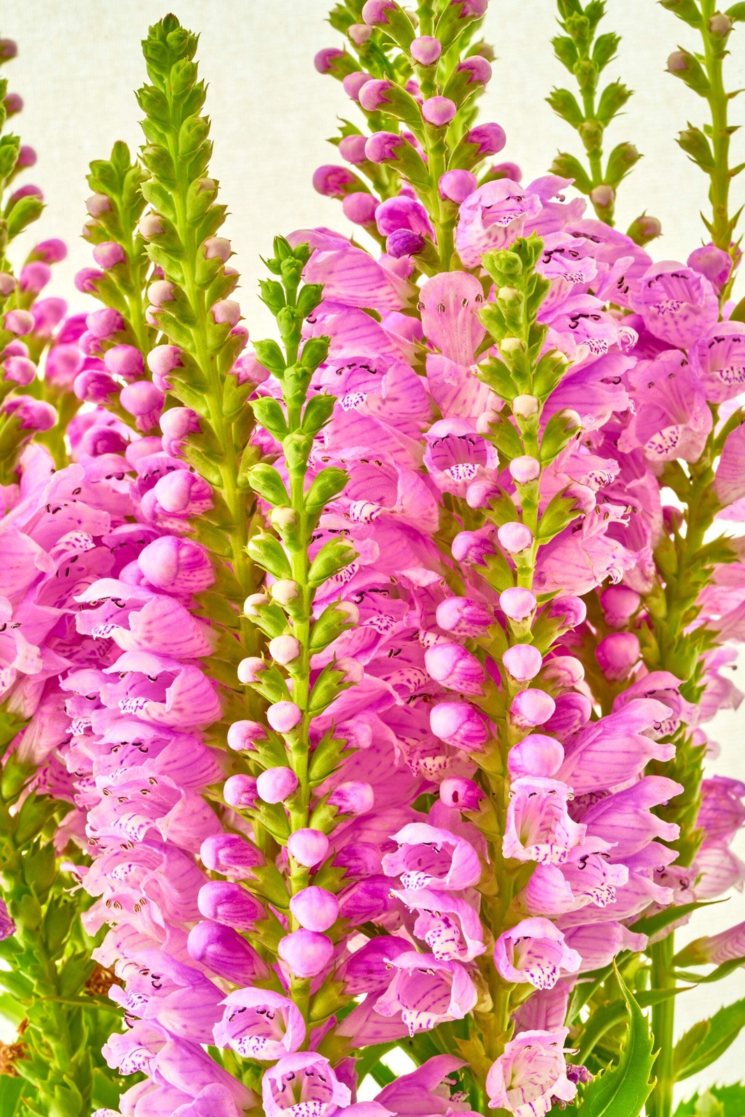 50 PINK Showy OBEDIENT PLANT False DragonHead Physostegia Virginiana Flower Seed