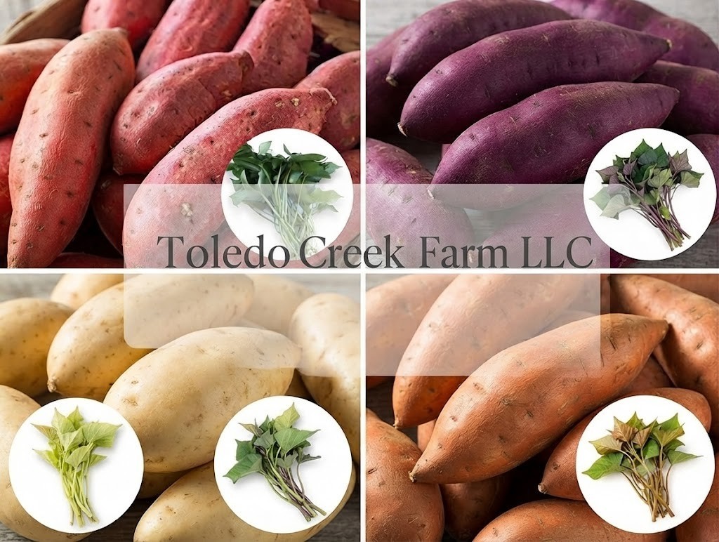 24 sweet potato plants (6 slips each ) Purple + Japanese Red + White +Okinawan.