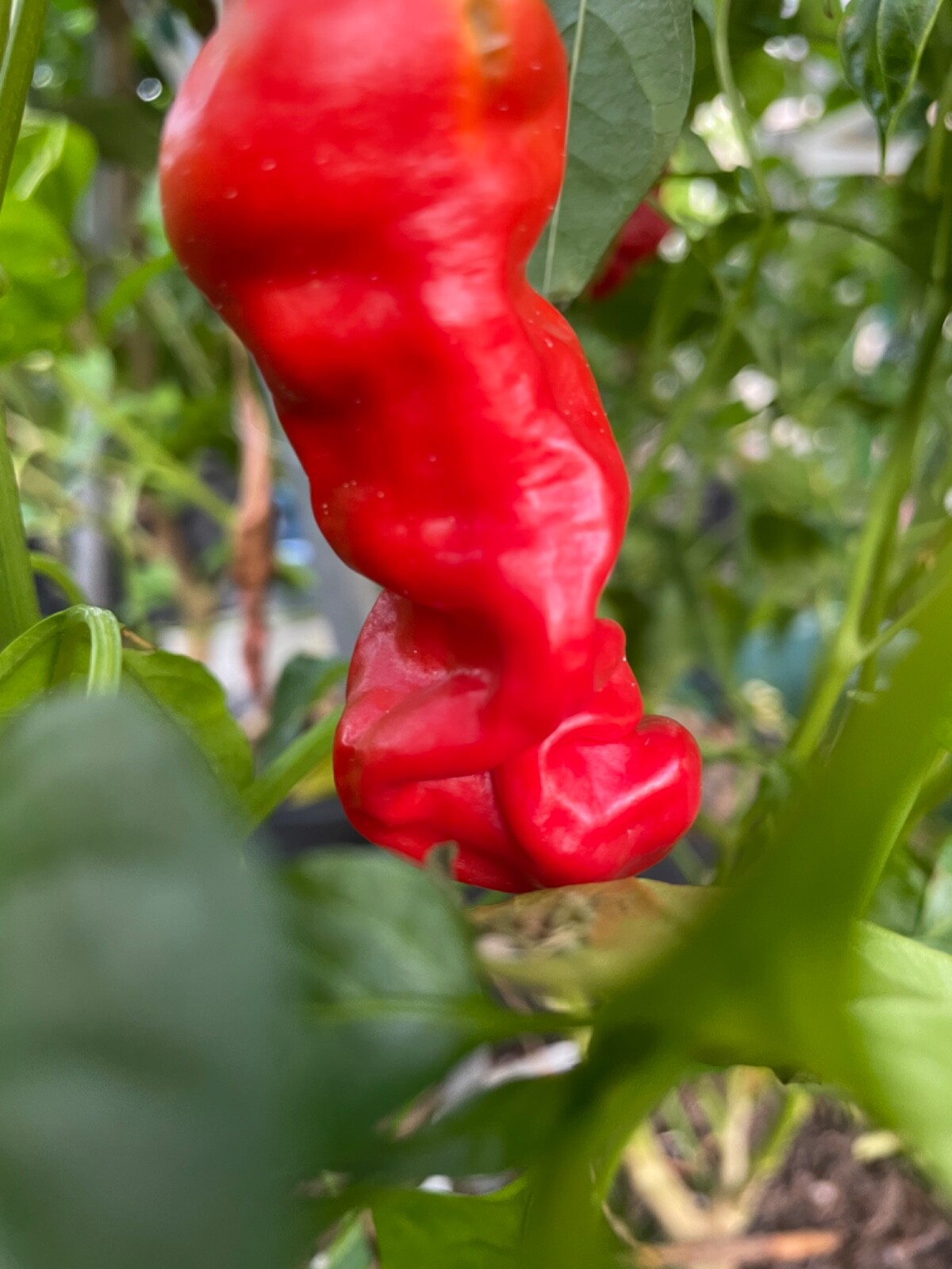 40+ Rare Red Authentic Penis Peter Pepper Seeds. Hot Heirloom Non Gmo