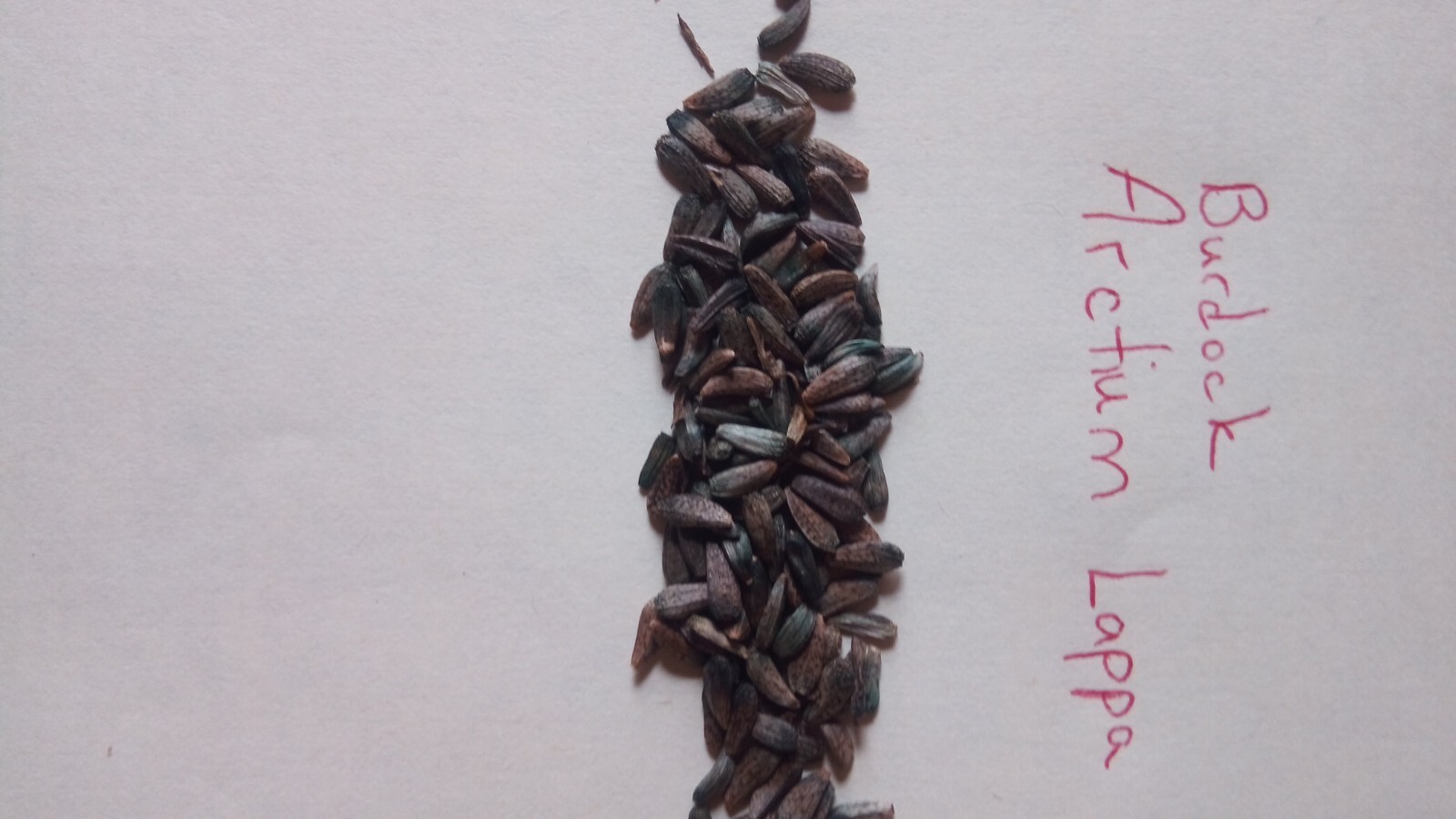 Greater Burdoch, Arctium Lappa 1/4 Tsp.