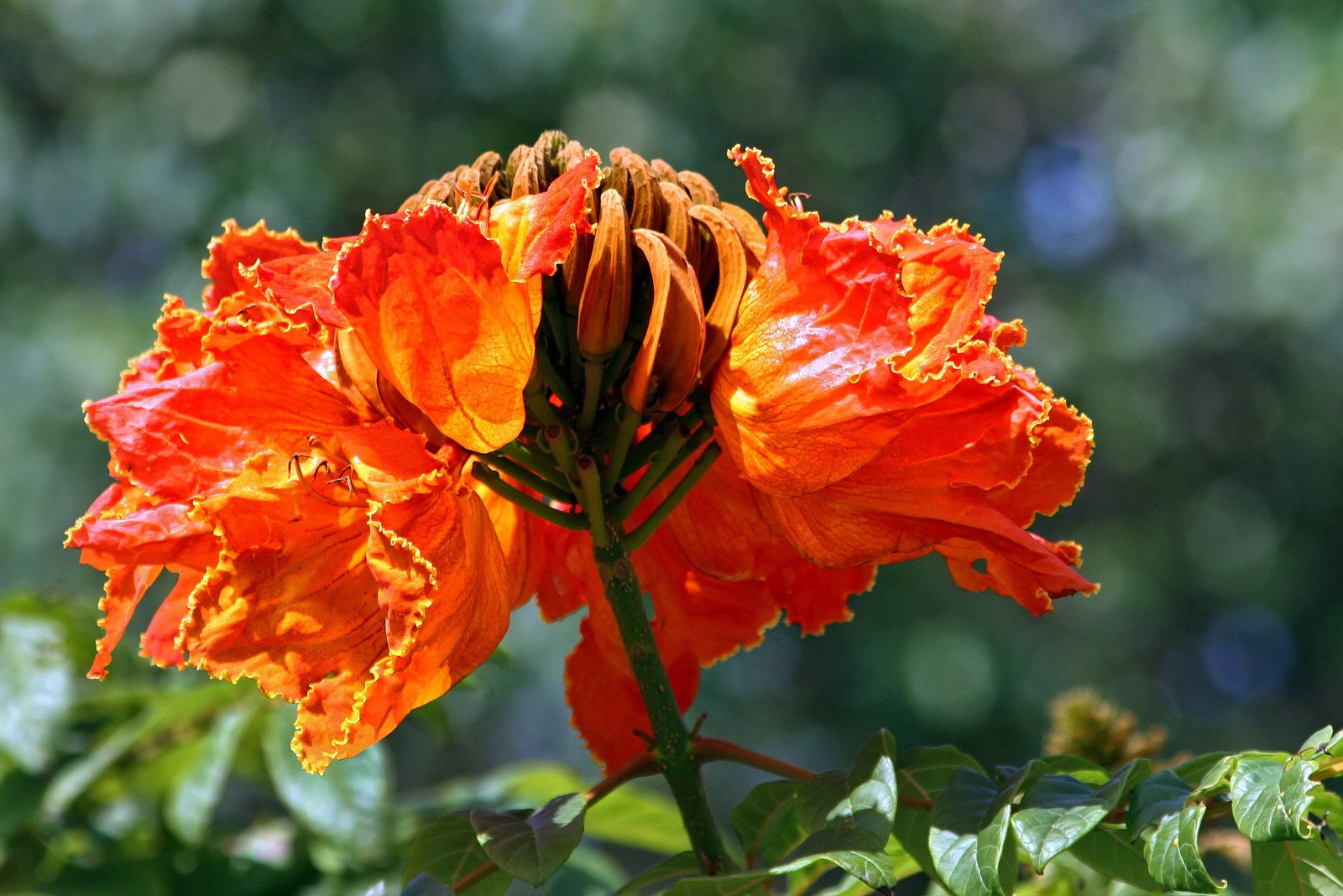15 Red AFRICAN TULIP TREE Fire Tree Flame of Forest Spathodea Campanulata Seeds
