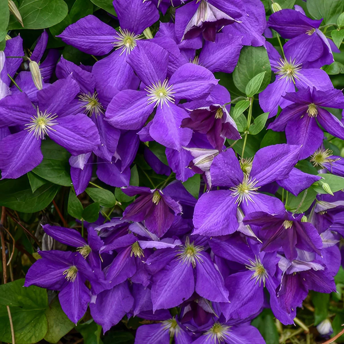 1 Clematis Jackmanii Superba Live Starter Plant roots Only Breathtaking Blooms!!